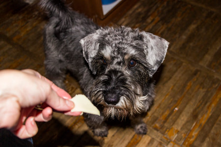 owner's hand feeds dog, treats, funny face, top view, breed, brown-eyed, friend, shaggyの写真素材
