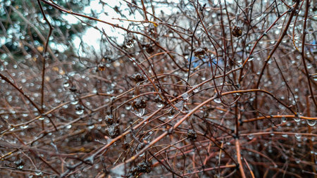 water drops on berries branches of bush, autumn leaves, ice, rose hips, late autumn, similar plants, in winter, freezing rainの写真素材