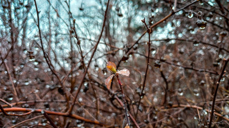 water drops on berries branches of bush, autumn leaves, ice, rose hips, late autumn, similar plants, winter, freezing rain, dried fruits, ice crystalsの写真素材