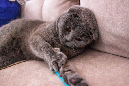 gray lop-eared cat plays with stick lying on sofa, stretched out paws, full face, view straight,...