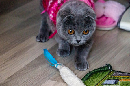 macro muzzle gray lop-eared cat sneaks up to toy, blue feather, in pink knitted vest,