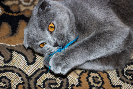 gray lop-eared cat gnaws fluffy blue feather, holds with paws, lies on patterned carpet