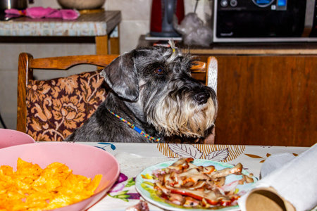 gray dog sits on chair, looks at table, asks for treats, waits for food, bacon, chips