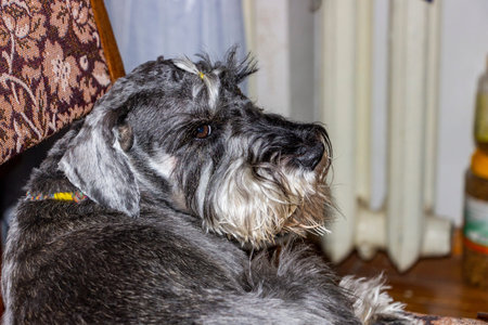 gray dog lies on chair, looks around, portrait, sad eyes, kitchen, pensive face, schnauzer breed,...