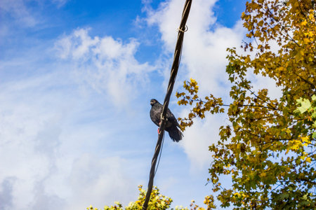 dark pigeon sits high on an electric wire against blue sky, city bird, high up, bottom view, sunny day, horizontal photoの写真素材