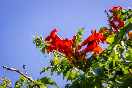 red-pink flowers of  woody vine bloom profusely on vinings, tubular in shape, Campsis radicans, tecomaの写真素材