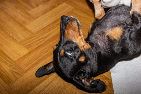 black dachshund with brown spots lying on floor belly up, playing, long ears, portrait, training