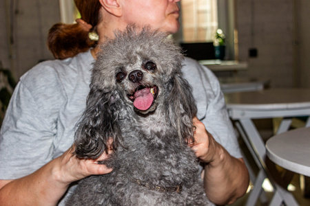 portrait of  gray dog in  arms of woman at table in cafe, looking into frame, adorableの写真素材