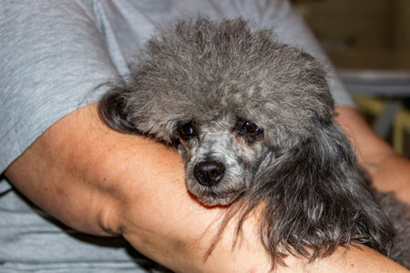 silver poodle lying on owner's hand falls sleepy eyes, satisfied face curly gray dog full-faceの写真素材