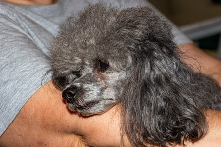 silver poodle lies on owner's hand falls asleep, sleepy eyes, satisfied face curly gray dogの写真素材