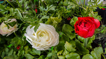 bright colorful flowers among green leaves, lush, resemble roses, perennial plants