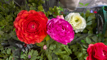 bright colorful flowers among green leaves, ranunculus, lush, Asian yellow, resemble roses, perennial plantsの写真素材