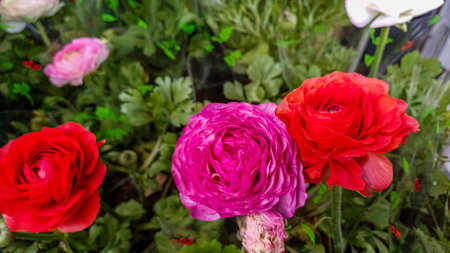 bright colorful flowers among green leaves, perennial plants