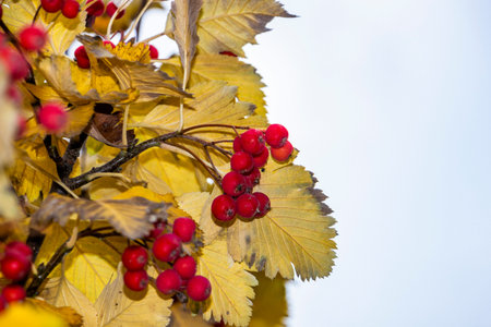 bright red rowan berries against a light blue sky, yellowing autumn leaves, season, deciduous tree, decorative, edible, tart taste, yellow-green