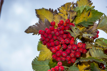 bright red rowan berries against a light blue sky, yellowing autumn leaves, season, deciduous tree, decorative, edible, tart taste, yellow-green