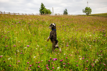 gray schnauzer dog stands funny on its hind legs looking for prey in  flowering meadow, red clover,...
