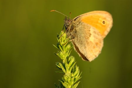 Sitting butterflyの写真素材