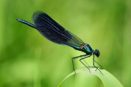 Dragonfly
