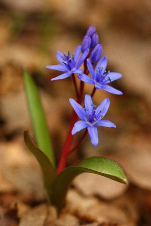 Bluebellの写真素材