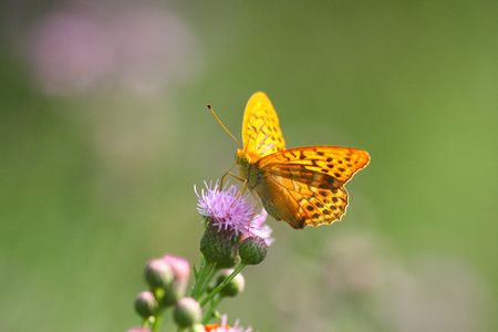 Butterfly on the flowerの写真素材