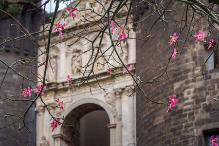 The medieval castle of Maschio Angioino or Castel Nuovo New Castle and the silk tree in bloom, Napoliの写真素材