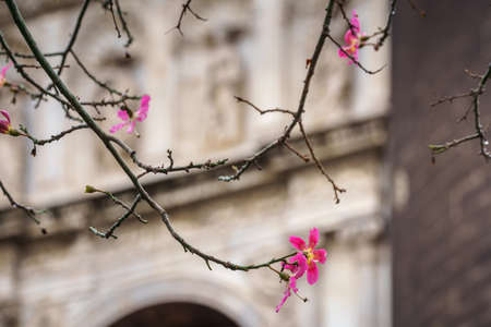 Silk floss tree or chorisia speciosa flowers