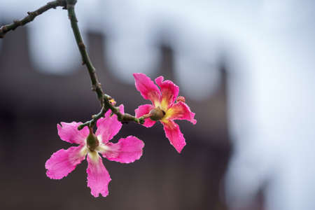 Silk floss tree or chorisia speciosa flowers