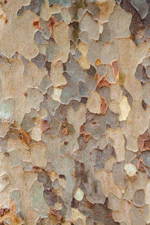 Platan tree bark background