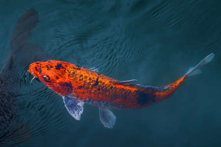 Koi Carp swimming in the clear pond in Japanの写真素材