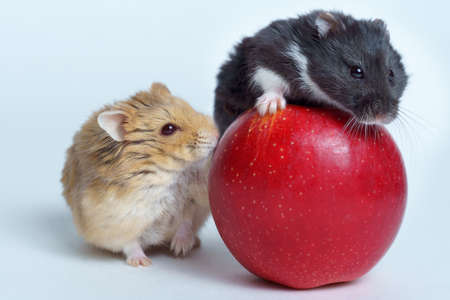 Two Hamsters and the apple isolated on white backgroundの写真素材