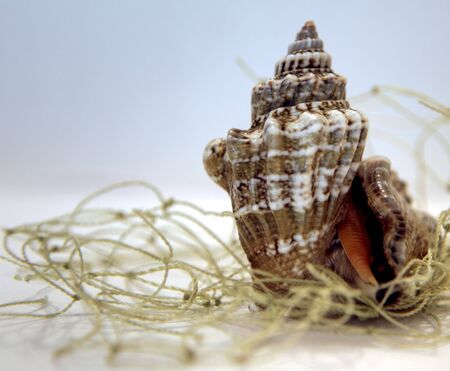 Sea snail caught in the net
