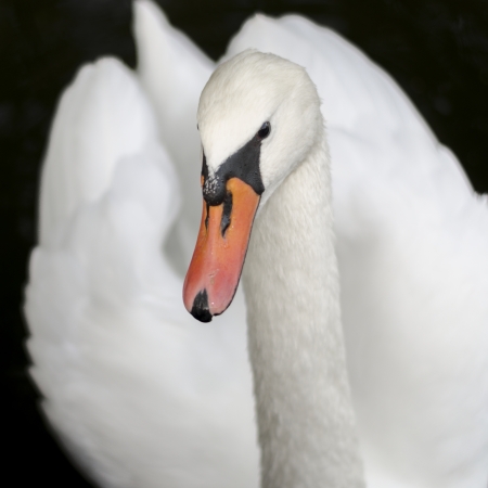 Swan close upの写真素材