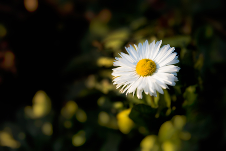 Daisy flower in the sunlight beamの写真素材