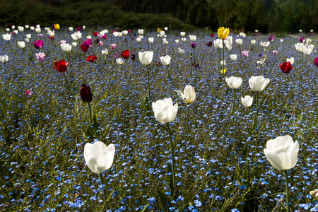 Colorful tulips in a field of forget-me-nots flowersの写真素材