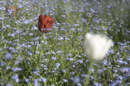 Colorful tulips in a field of forget-me-nots flowersの写真素材