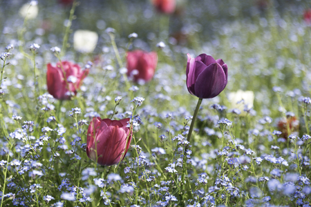 Colorful tulips in a field of forget-me-nots flowersの写真素材