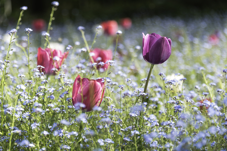 Colorful tulips in a field of forget-me-nots flowersの写真素材