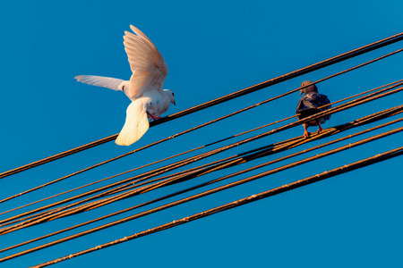 White dove - black dove sitting on electical wiresの写真素材