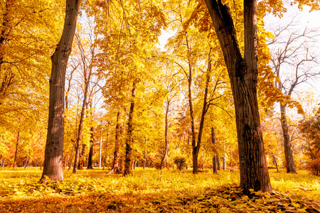 Sun shines through the tree leaves in autumnの写真素材