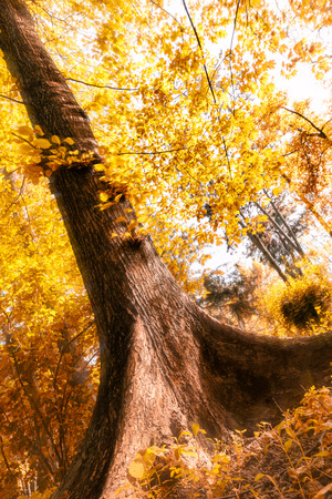 Sun shines through the tree leaves in autumnの写真素材