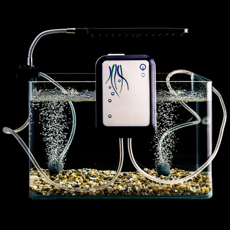 Goldfish in a night illuminated aquariumの写真素材