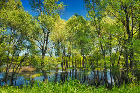 background with trees in the swamp near narew river, polandの写真素材