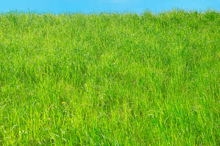 Background with fresh green grass on the hillock 