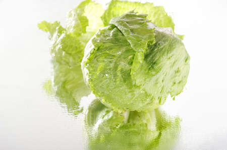 Fresh iceberg lettuce reflected in the mirrorの写真素材
