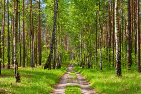 The way by the forest  Beautiful wallpaper の写真素材