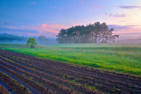Plowed field and trees in the fog  Morning landscape の写真素材