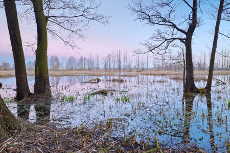 Wetland scenic. Mysterious landscape with flood waters of The Narew River. Beautiful dawn over...
