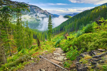 Mountain trail at the forest  The West Tatra Mountains, Carpathians  Nature reserve の写真素材