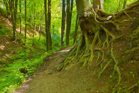 Trail in green deciduous forest. Beech roots. Trees in The Fox Ravine (Lisi Jar) nature reserve,...