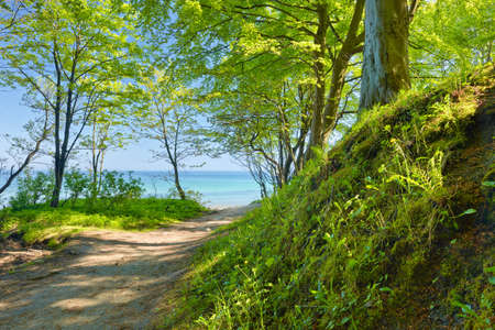 Trail to sea by green deciduous forest  Way by nature reserve の写真素材